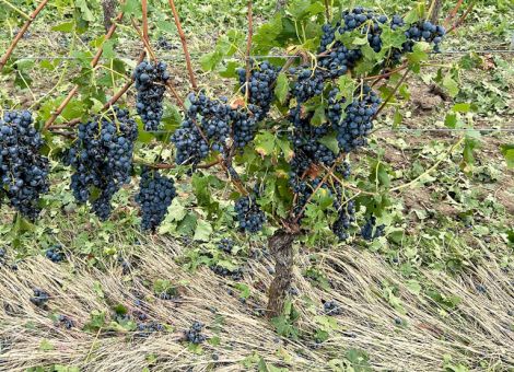 Hagelunwetter im Wonnegau und in der Nordpfalz