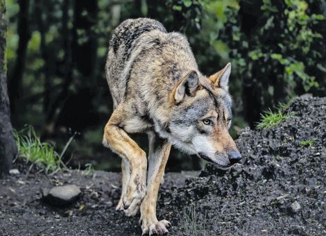 Aktueller Wolfsmanagementplan vorgestellt