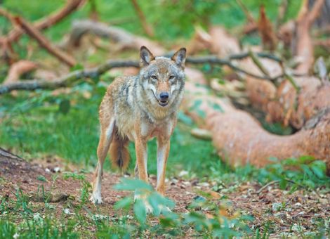 EU-Kommission überprüft den Schutzstatus des Wolfs