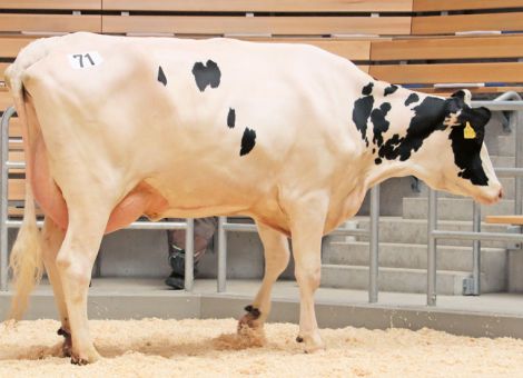 Schwäche am Milchmarkt und  Silomaisernte beeinflussen Auktion in Fließem