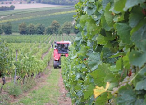 Erste Zwischenbilanz der Weinlese in Rheinhessen und der Pfalz 