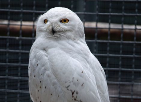 Stechmücken übertragen West-Nil-Virus in Rheinland-Pfalz