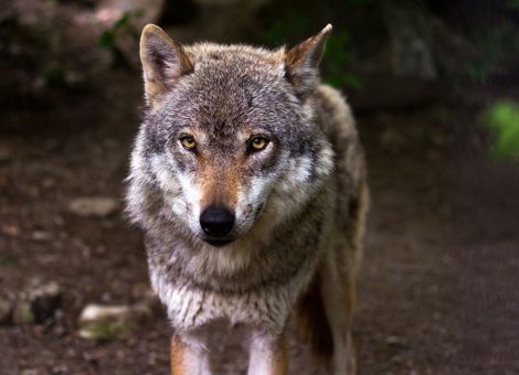 Schafe und Ziege auf der Weide gerissen und verletzt