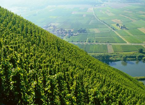 Kulturgut und Welterbe Weinbau erhalten und schützen