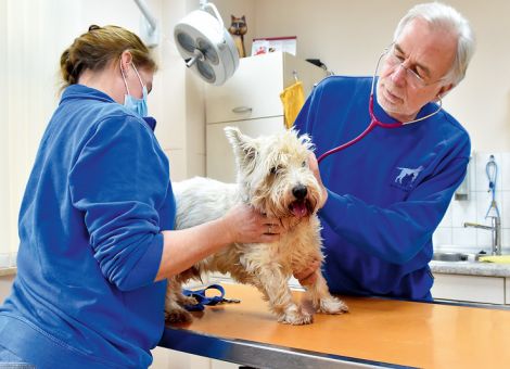 Veterinärverbände fordern flexiblere Arbeitszeitgesetze