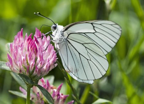 Witterungsanomalien wichtige Treiber des Insektensterbens