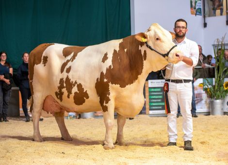 Starke Vorstellung hessischer Fleckviehzüchter in Oberbayern 