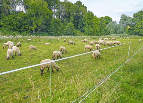Lemke will Schnellabschüsse ermöglichen