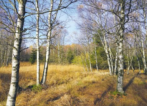 Hessens Waldmoore sollen renaturiert werden