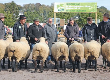 Große Resonanz auf dem Schaftag des Lukasmarkts