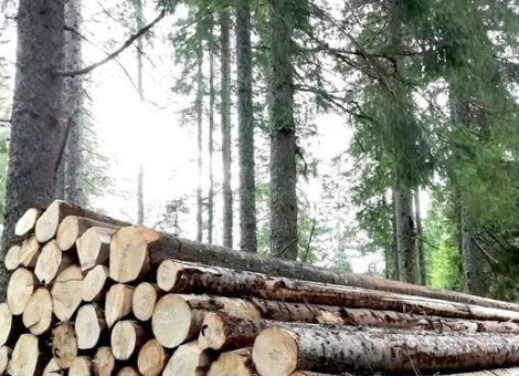 Länder haften in Kartellklage gegen Holzvermarktung allein