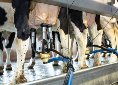 Q Check: Milchkontrolldaten sind von großem Nutzen 