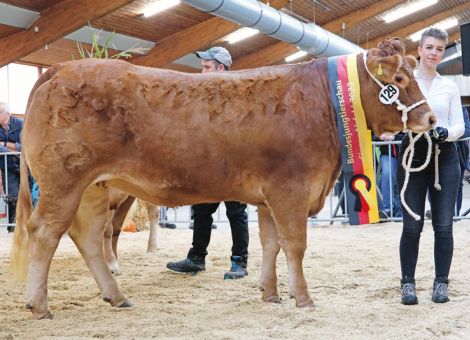 Sehr erfolgreiche Limousin-Jungtierschau