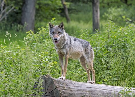 Praktikable Regelungen für die Entnahme von Wölfen schaffen