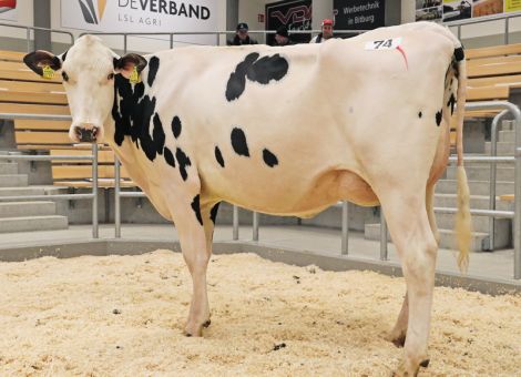 Preisanstieg für Holsteinfärsen