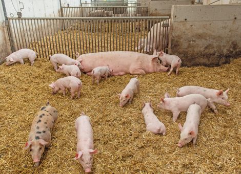 Erzeugerpreise für Bio-Schweine sehr stabil