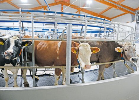 Hervorragende Eutergesundheit auch im Milchkontrolljahr 2023