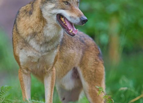 EU-Kommission will Schutzstatus des Wolfs reduzieren
