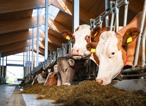 Geringerer CO2-Fußabdruck bei hochproduktiven Kühen