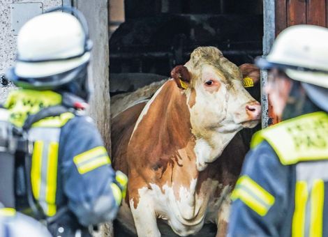 Wer rettet im Brandfall die Kühe?