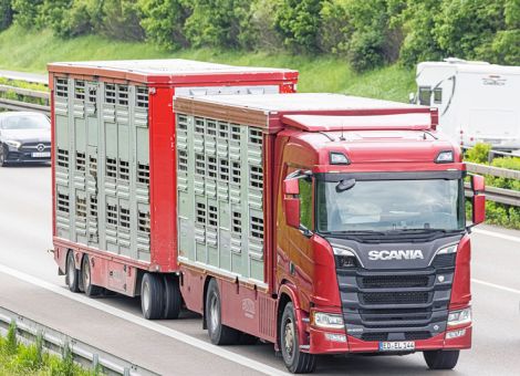 EU-Kommission veröffentlicht Vorschlag zu Tiertransporten