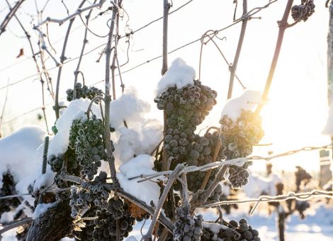 Erfolgreiche Eisweinlese