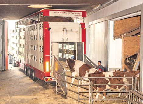 Tiertransportverbot scheitert vor Gericht