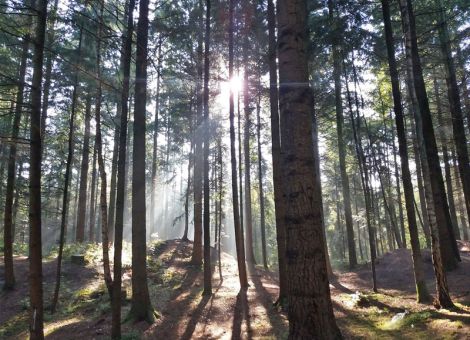 Vitalität der Wälder schwindet und damit die CO²-Senke