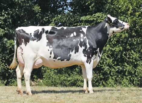 Anstieg der Milchleistung bei guter Tiergesundheit