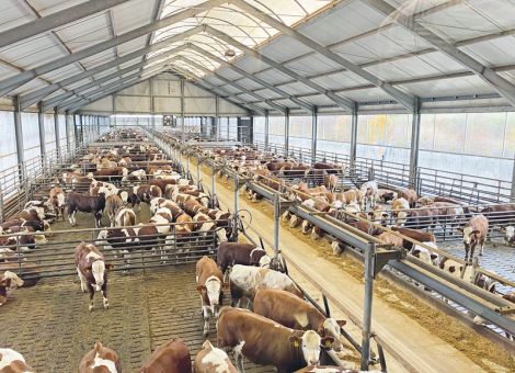 Rindermastbetriebe in Süddeutschland besucht