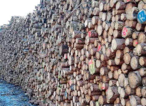 Holzwirtschaft steht vor einem sehr schwierigen Jahr