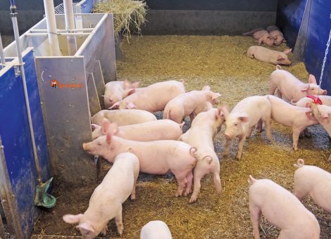 Automatisierung und Digitalisierung in der Schweinehaltung