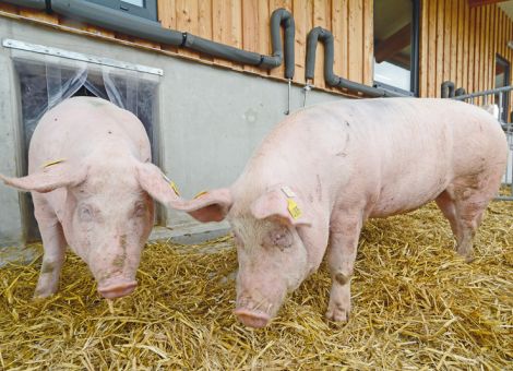 Schweine in Offenstallhaltung vor ASP schützen