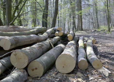Gedrosselter Einschlag führt zu stabilen Holzpreisen