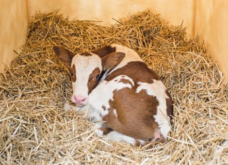 Weitere nationale Sonderwege im Tierschutzgesetz