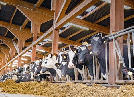 Kühe auf reduzierte Methanbildung selektieren? 