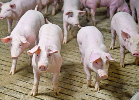 Fütterung von Schweinen hat Einfluss auf die Tiergesundheit