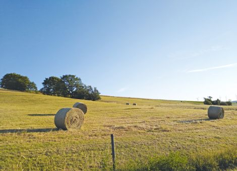 Ökoregelungen und GAP-SP in Grünlandbetrieben