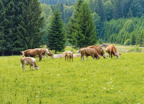 Gut jeder zehnte Betrieb wirtschaftet ökologisch