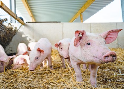 Umbau der Tierhaltung: kein Run auf das Förderprogramm