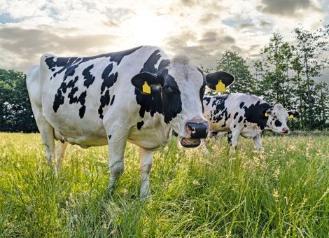 Breite Allianz für eine bessere Haltungsform-Einstufung