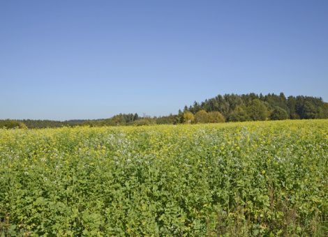 Der Mehrwert von Zwischenfrüchten