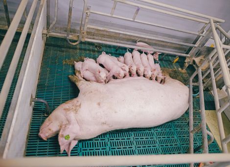 Sauen sollten nicht zu viel Gewicht verlieren