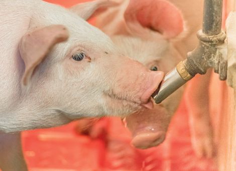 Schweine brauchen Hygiene für eine gute Gesundheit