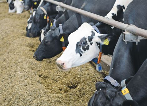 Hessische Tierseuchenkasse gewährt Impfbeihilfe