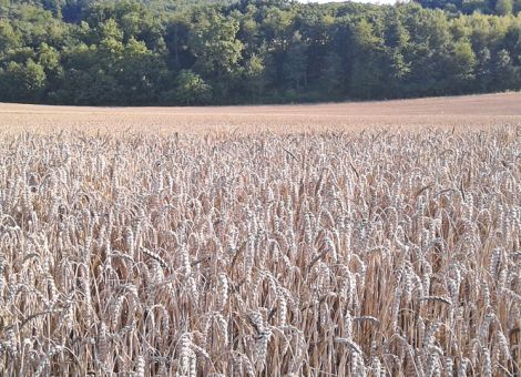 Schwarzbesatz aus dem Erntegut heraushalten