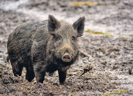 Linksrheinische Verbreitung verhindern