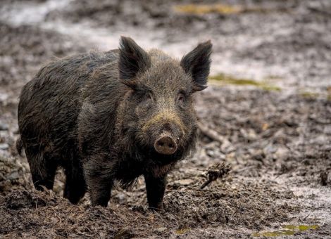 Zwei neue Fälle von ASP bei Wildschweinen