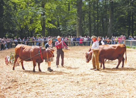 Pinzgauer, Pustertaler und Rotes Höhenvieh präsentiert