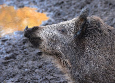 Wildschweinleber übermäßig stark belastet